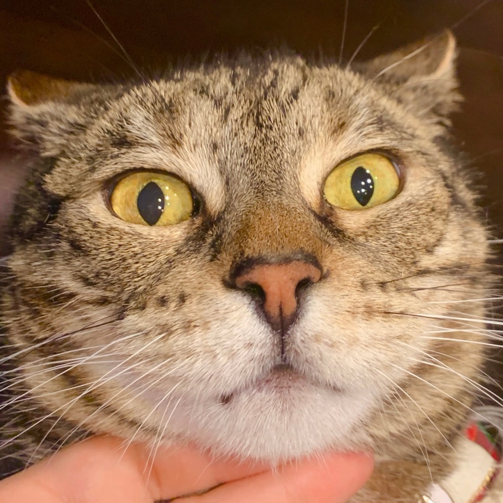 Meet your Posher, Melody